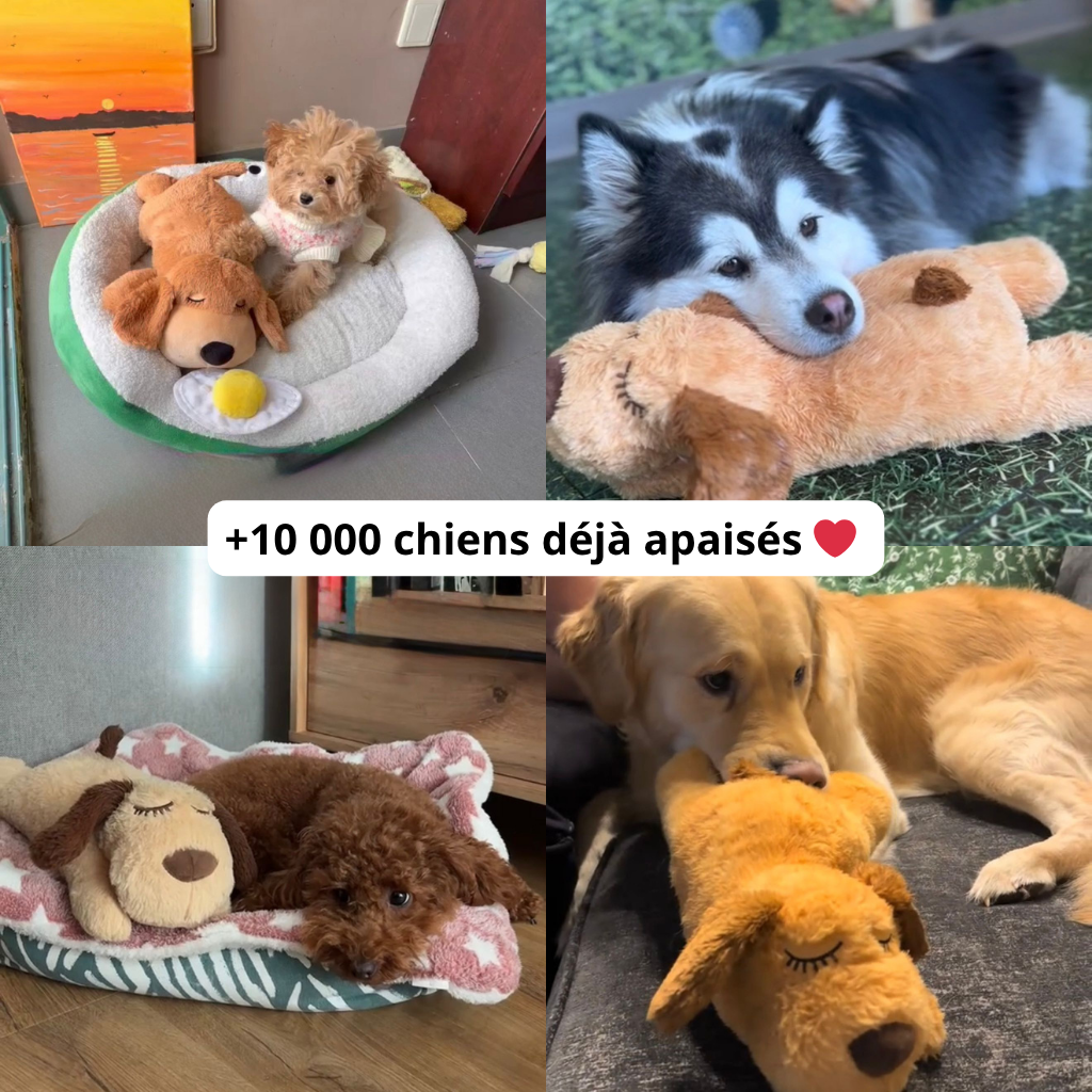 Votre chien panique quand vous quittez la maison ? 💔