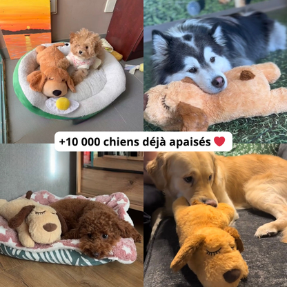 Votre chien panique quand vous quittez la maison ? 💔