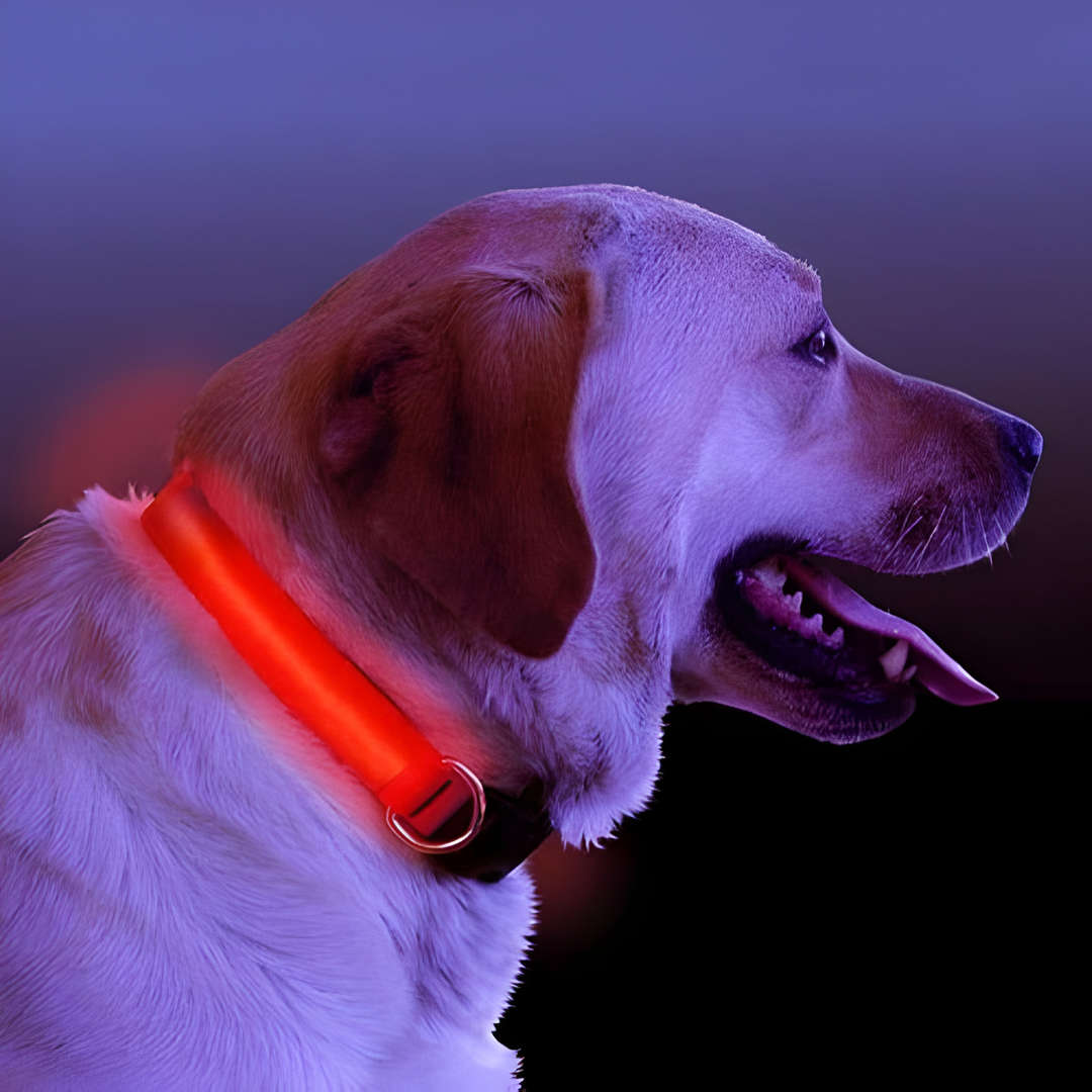 Comfyneck™ – Collier lumineux pour chien
