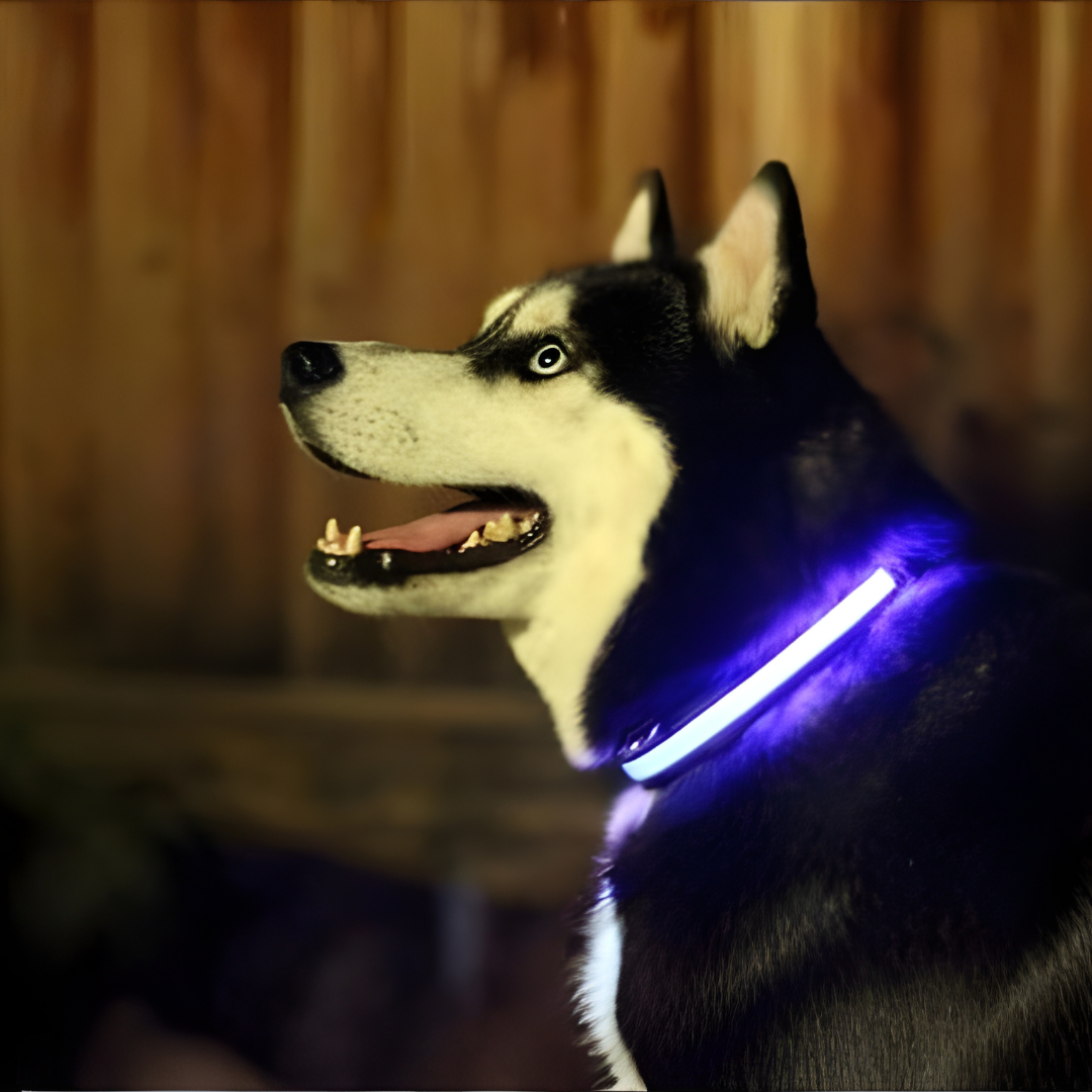 Comfyneck™ – Collier lumineux pour chien