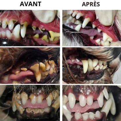 CleanyTheet™ – Stylo nettoyant anti-tartre pour chiens