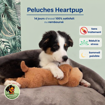 Votre chien panique quand vous quittez la maison ? 💔