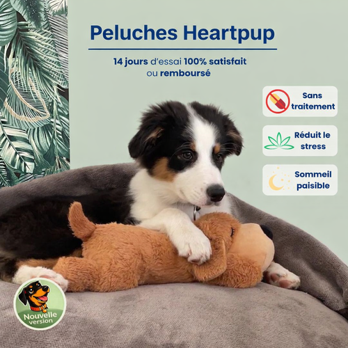 Votre chien panique quand vous quittez la maison ? 💔
