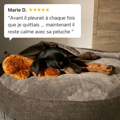 Votre chien panique quand vous quittez la maison ? 💔