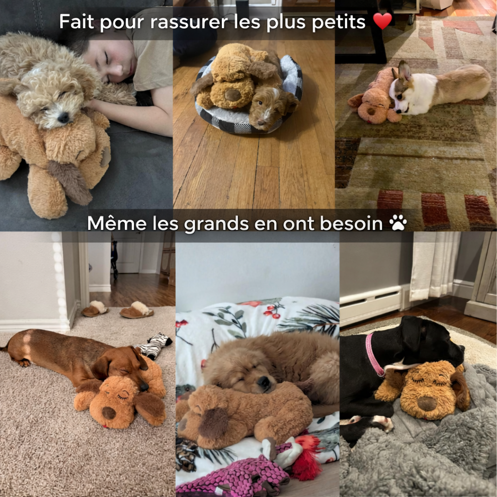 Votre chien panique quand vous quittez la maison ? 💔