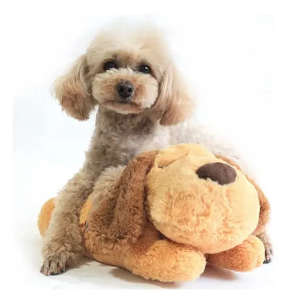 Votre chien panique quand vous quittez la maison ? 💔