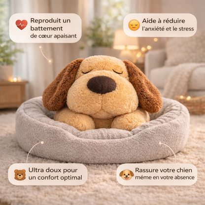 Votre chien panique quand vous quittez la maison ? 💔