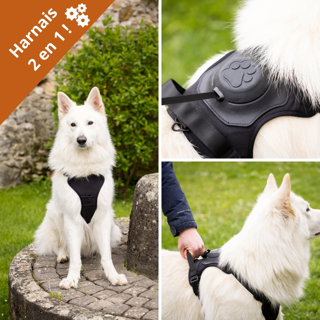 PupFreeWalk™ – Harnais 2-en-1 avec laisse intégrée