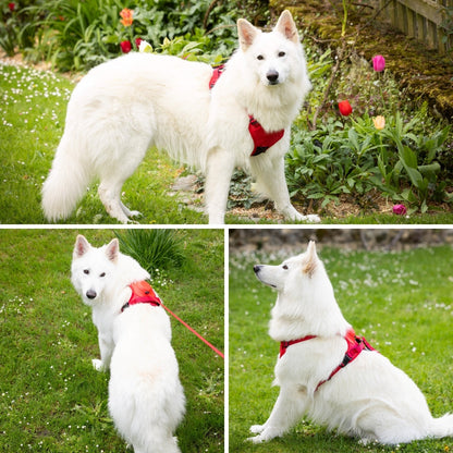 PupFreeWalk™ – Harnais 2-en-1 avec laisse intégrée