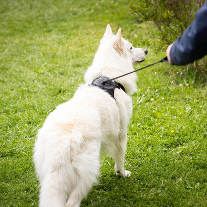 PupFreeWalk™ – Harnais 2-en-1 avec laisse intégrée