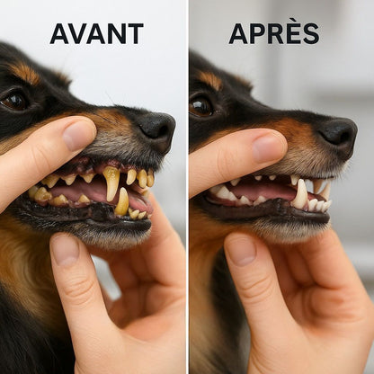 CleanyTheet™ – Stylo nettoyant anti-tartre pour chiens
